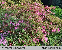 Rhododendron hort. Oslava