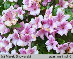 Rhododendron Sasava