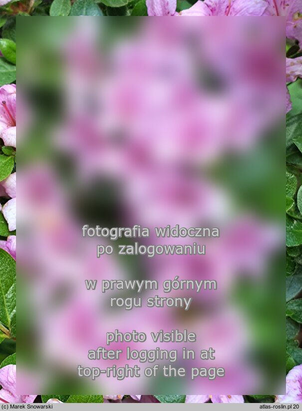 Rhododendron Sasava