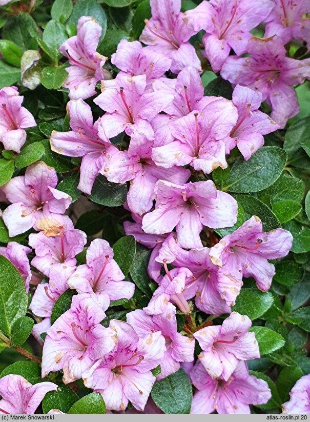 Rhododendron hort. Sasava
