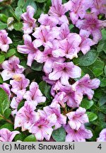 Rhododendron hort. Sasava