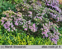 Rhododendron hort. Sasava