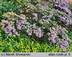 Rhododendron Sasava