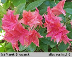 Rhododendron hort. Norma