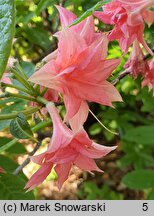 Rhododendron hort. Norma