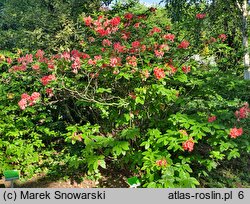 Rhododendron Norma