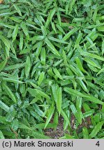 Epimedium Sphinx Twinkler