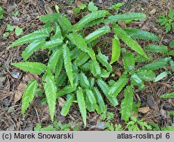 Epimedium Sphinx Twinkler