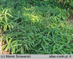 Epimedium Sphinx Twinkler