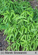 Epimedium Sphinx Twinkler