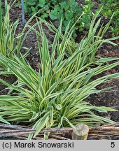 Hemerocallis ×hybrida Golden Zebra