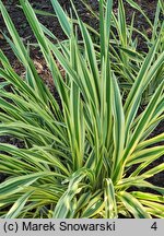 Hemerocallis ×hybrida Golden Zebra
