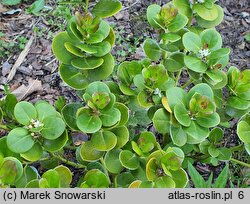 Ilex perado (ostrokrzew makaronezyjski)