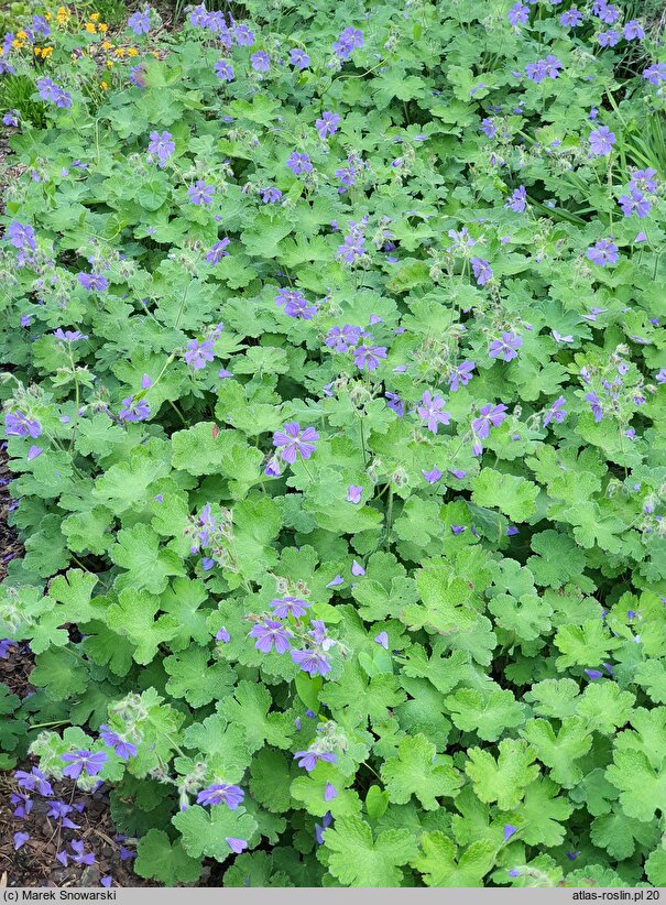 Geranium hort. Philippe Vapelle