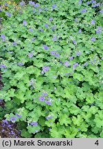 Geranium hort. Philippe Vapelle