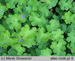 Geranium Philippe Vapelle