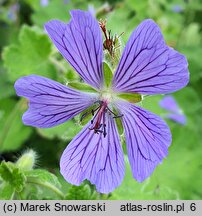 Geranium hort. Philippe Vapelle