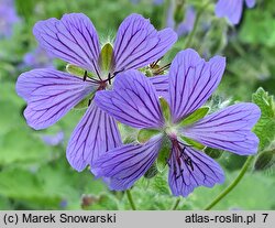 Geranium hort. Philippe Vapelle