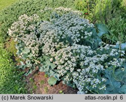 Crambe maritima (modrak morski)