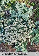 Crambe maritima (modrak morski)