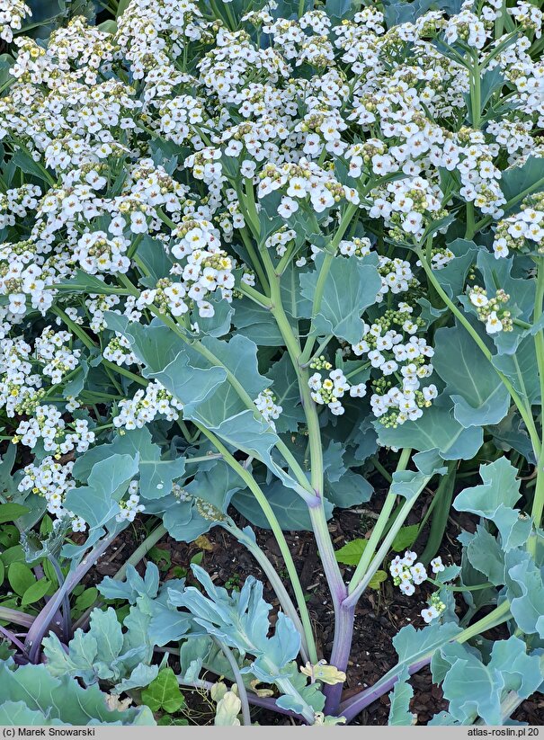 Crambe maritima (modrak morski)