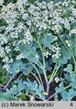 Crambe maritima (modrak morski)