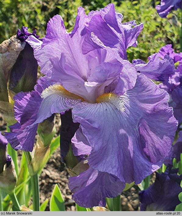 Iris hort. Striptease