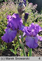 Iris hort. Striptease
