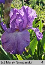 Iris hort. Striptease