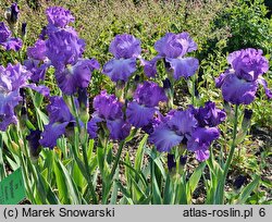 Iris hort. Striptease