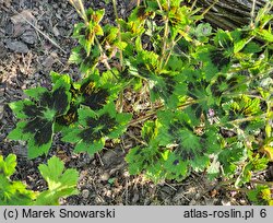 Geranium phaeum Samobor