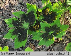 Geranium phaeum Samobor