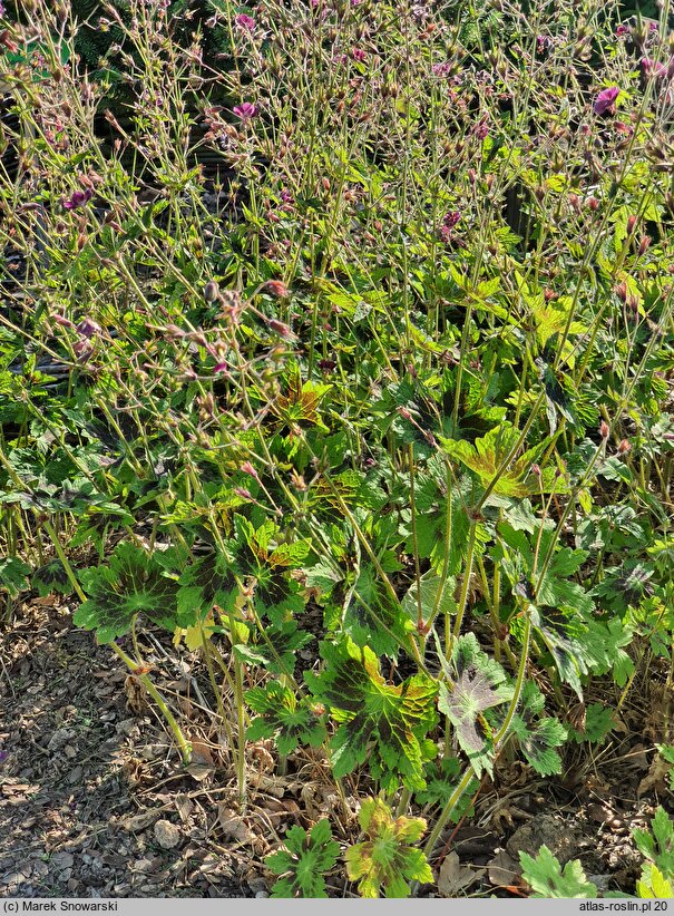 Geranium phaeum Samobor