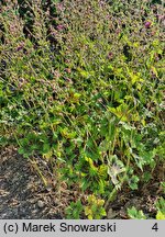 Geranium phaeum Samobor