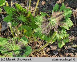 Geranium phaeum Samobor