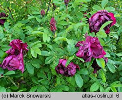 Rosa hort. HANdavem