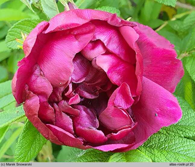 Rosa hort. HANdavem
