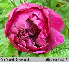 Rosa hort. HANdavem
