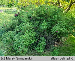 Rosa hort. HANdavem