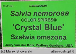 Salvia nemorosa Crystal Blue