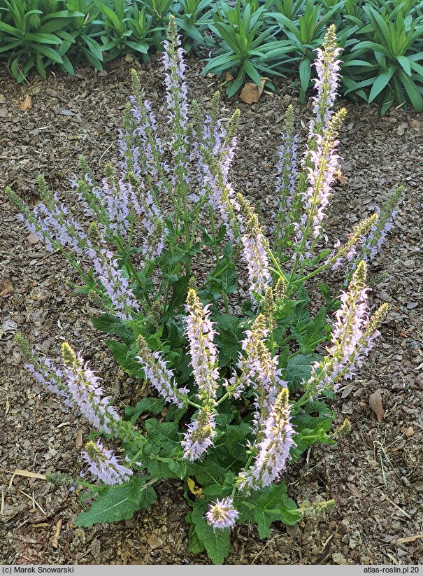 Salvia nemorosa Crystal Blue