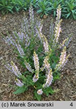 Salvia nemorosa Crystal Blue