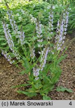 Salvia nemorosa Crystal Blue