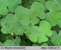 Geranium renardii (bodziszek Renarda)