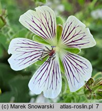 Geranium renardii (bodziszek Renarda)