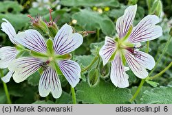 Geranium renardii (bodziszek Renarda)