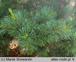 Pinus parviflora Negishi