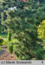 Pinus parviflora Negishi