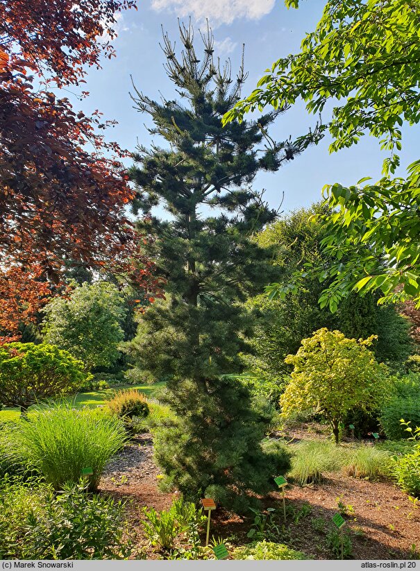 Pinus parviflora Negishi