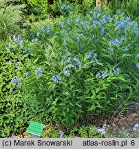 Amsonia tabernaemontana (amzonia nadreńska)